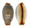 CYPRAEIDAE STAPHYLEA LIMACINA shell