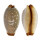 CYPRAEIDAE STAPHYLEA LIMACINA shell