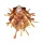SPONDYLIDAE SPONDYLUS FOLIACEUS shell
