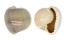 CYPRAEIDAE MONETARIA ANNULUS shell