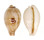 CYPRAEIDAE NESIOCYPRAEA HIRASEI PHILIPPINA shell