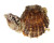 SPONDYLIDAE SPONDYLUS OCELLATUS shell