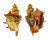 STROMBIDAE LAMBIS LAMBIS shell