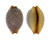 CYPRAEIDAE CYPRAEA STAPHYLAEA STAPHYLAEA shell