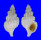 RANELLIDAE SASSIA KAMPYLA shell