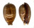 CYPRAEIDAE MACROCYPRAEA CERVUS shell