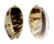 OLIVIDAE OLIVA BULBOSA FABAGINA shell