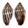 MITRIDAE STRIGATELLA RETUSA shell
