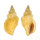 STROMBIDAE CANARIUM RADIANS shell