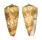 CONIDAE CONUS NOBILIS VICTOR shell