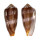 CONIDAE CONUS CIRCUMCISUS shell
