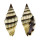 MITRIDAE VEXILLUM RUGOSUM shell