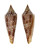 CONIDAE CONASPRELLA MIRABILIS shell
