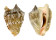 STROMBIDAE STROMBUS RANINUS shell