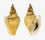 STROMBIDAE LAEVISTROMBUS TURTURELLA shell