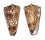 CONIDAE EUGENICONUS NOBILIS GISELLELIEAE shell