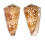 CONIDAE EUGENICONUS NOBILIS GISELLELIEAE shell