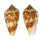 CONIDAE CONUS AMMIRALIS PSEUDOCEDONULLI shell