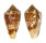 CONIDAE CONUS AMMIRALIS PSEUDOCEDONULLI shell