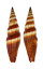 MITRIDAE VEXILLUM COCCINEA shell