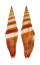 MITRIDAE VEXILLUM COCCINEA shell