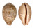 CYPRAEIDAE LEPOCYPRAEA MAPPA shell