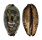 CYPRAEIDAE MAURITIA EGLANTINA shell