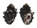 MURICIDAE THAIS INTERMEDIA shell