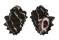MURICIDAE THAIS INTERMEDIA shell