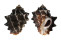 MURICIDAE THAIS INTERMEDIA shell