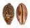 CYPRAEIDAE LEPOCYPRAEA MAPPA PANERYTHRA shell