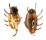 STROMBIDAE LAMBIS LAMBIS shell