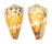 CONIDAE CONUS VIDUA CUYOENSIS shell