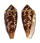 CONIDAE CONUS AUREUS shell