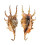 STROMBIDAE LAMBIS SCORPIO shell