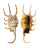 STROMBIDAE LAMBIS SCORPIO shell