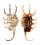 STROMBIDAE LAMBIS SCORPIO shell