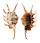 STROMBIDAE LAMBIS SCORPIO shell