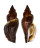 STROMBIDAE STROMBUS URCEUS shell