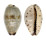 CYPRAEIDAE PURPURADUSTA GRACILIS shell