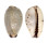 CYPRAEIDAE PURPURADUSTA GRACILIS shell