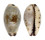 CYPRAEIDAE PURPURADUSTA GRACILIS shell