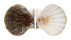 PECTINIDAE PROTEOPECTEN GLABER PROTEUS shell