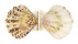 PECTINIDAE PROTEOPECTEN GLABER PROTEUS shell