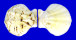 PECTINIDAE PROTEOPECTEN GLABER PROTEUS shell