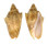 VOLUTIDAE CYMBIOLA VESPERTILIO shell