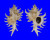 MURICIDAE CHICOREUS CNISSODUS shell