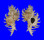 MURICIDAE CHICOREUS CNISSODUS shell
