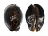 CYPRAEIDAE MAURITIA MAURITIANA shell