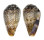 CONIDAE CONUS CACAO shell